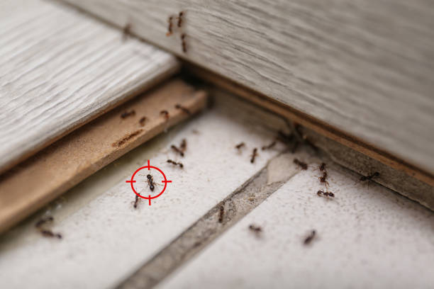 Spider Control Near Me in San Leon, TX