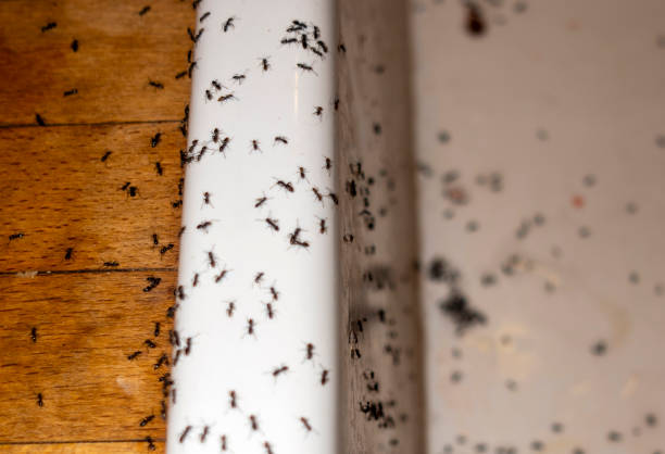 Best Wasp Removal Services  in San Leon, TX