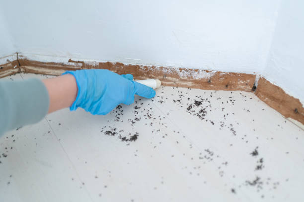 Best Flea Control Services  in San Leon, TX